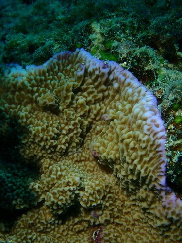 Green Purple Ring Montipora Coral