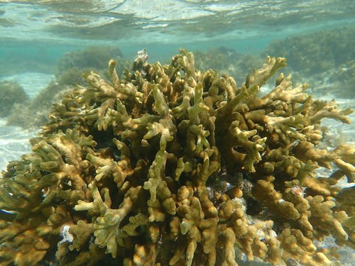 Orange Montipora Coral