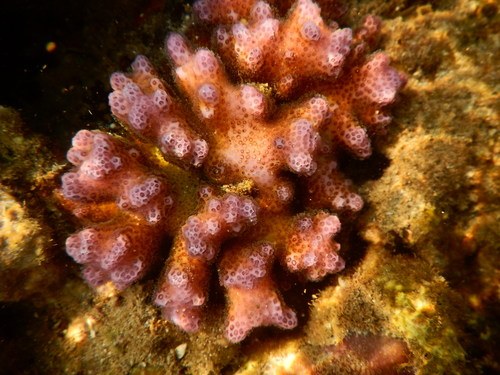 Pink Cauliflower Coral