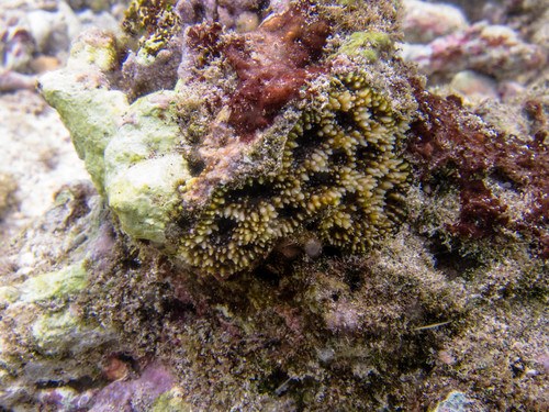 Acant Echinata Green M Acant Echinata Green Metalic M