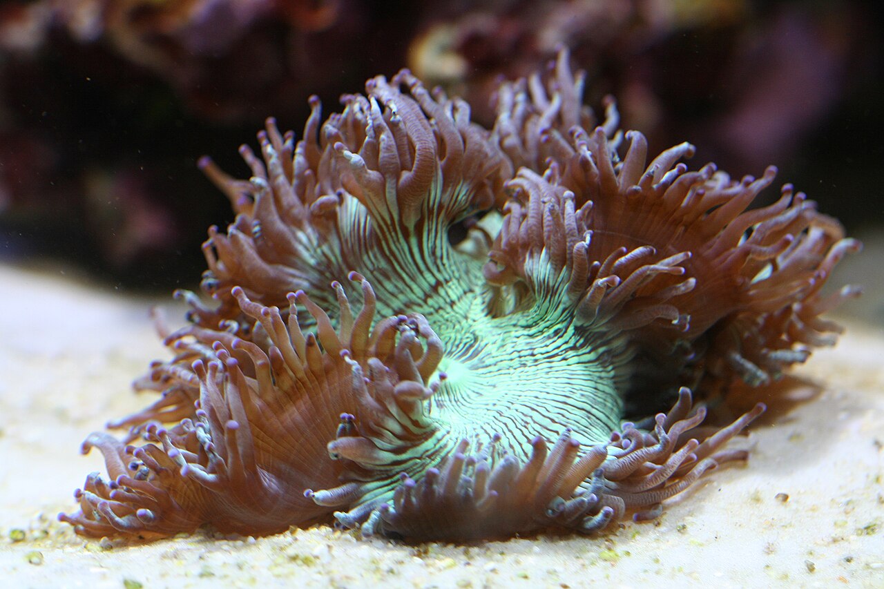 Tip Purple Elegance Coral