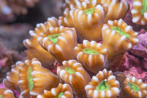 Green Big Pipe Trumpet Coral