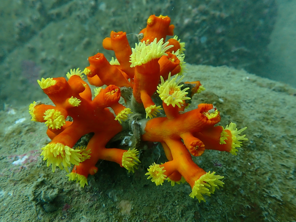 Green Sun Coral