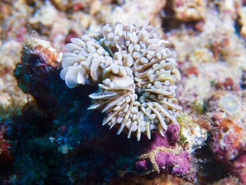 Yellow Grape Coral