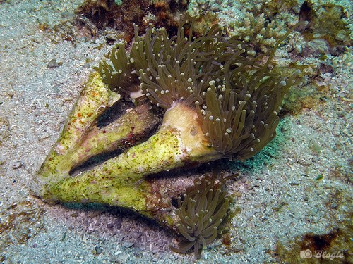 Gold Sumbawa Torch coral