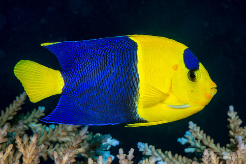 Bicolor Angel