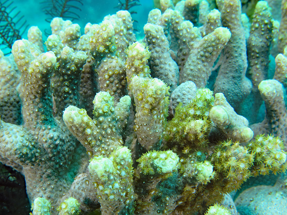 Green Flowerpot Long Tentacle one corol