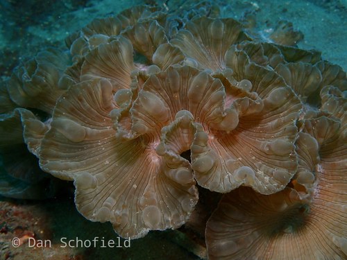Green Fox Coral