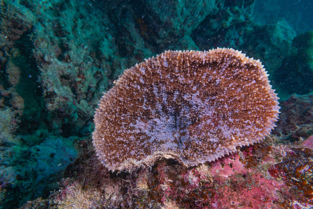 Red Oxypora Coral