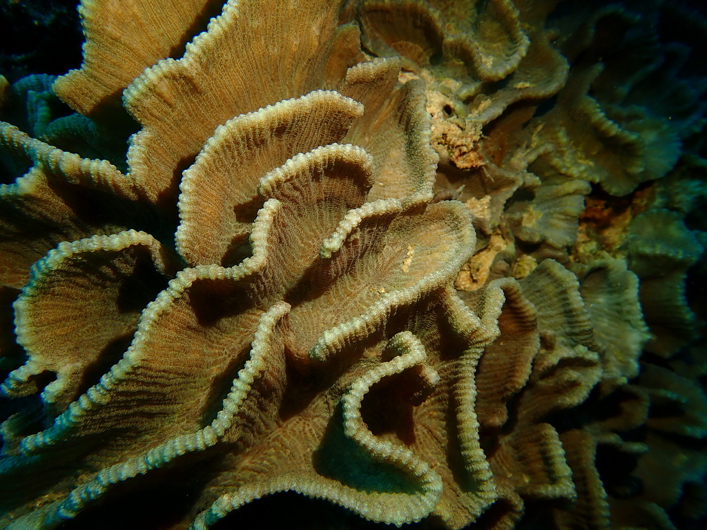 Green Pectinia