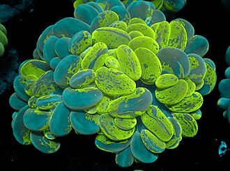 Brown Bubble Coral