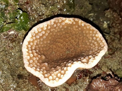 Green Big Eyes Pagoda Cup Coral