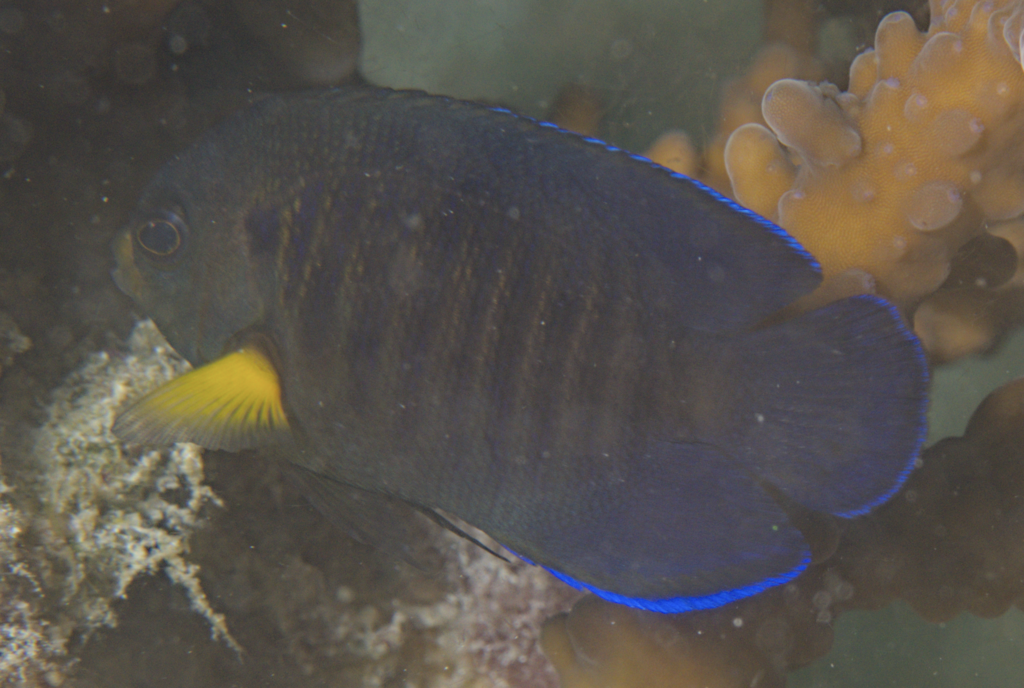 Yellow-Finned Pygmy Angelfish