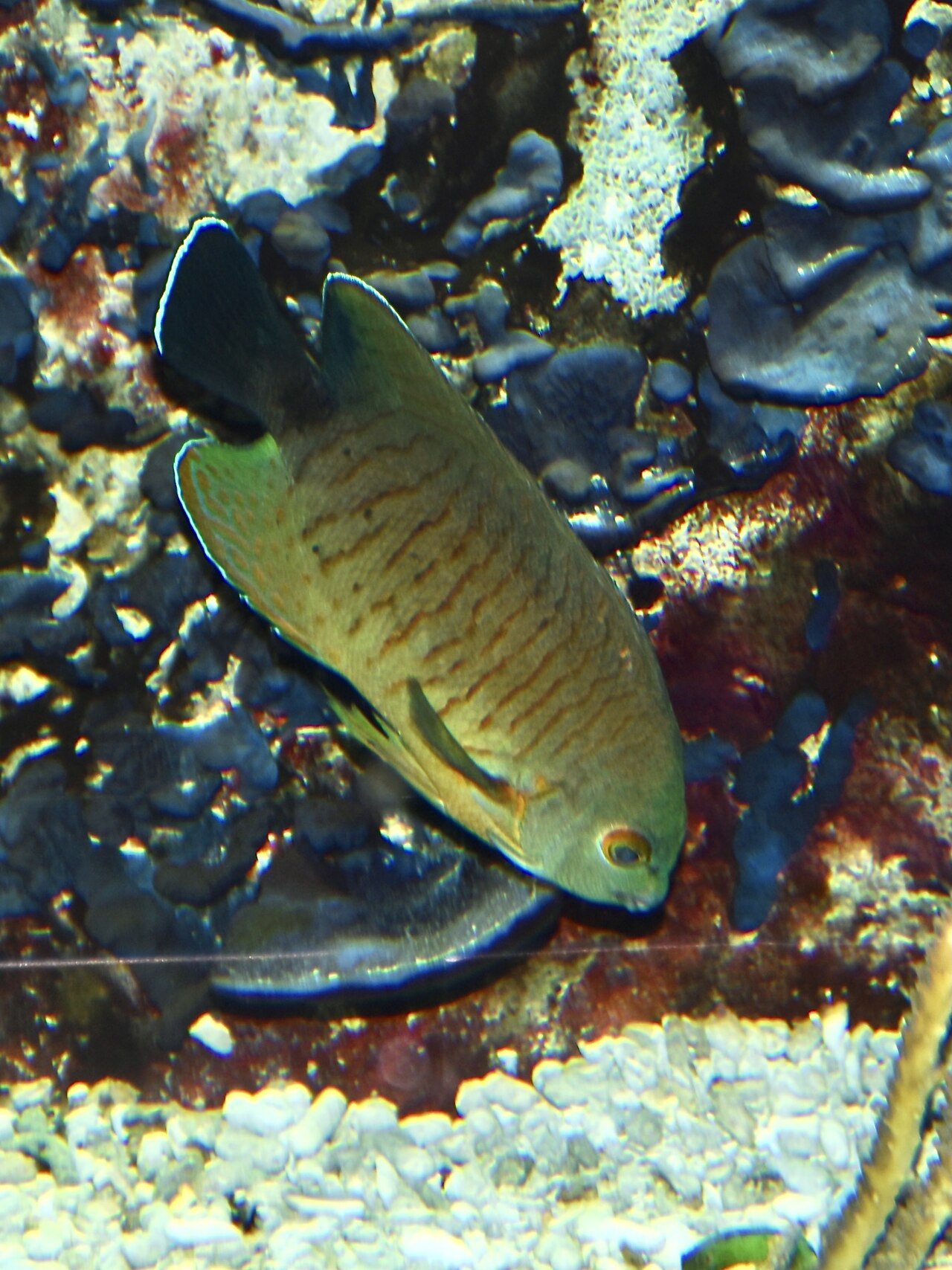 Eibl Pygmi Angelfish