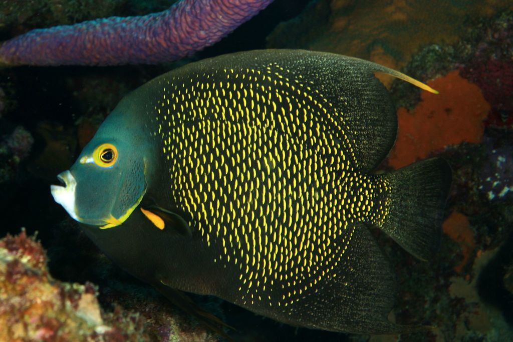 Emperor Angelfish