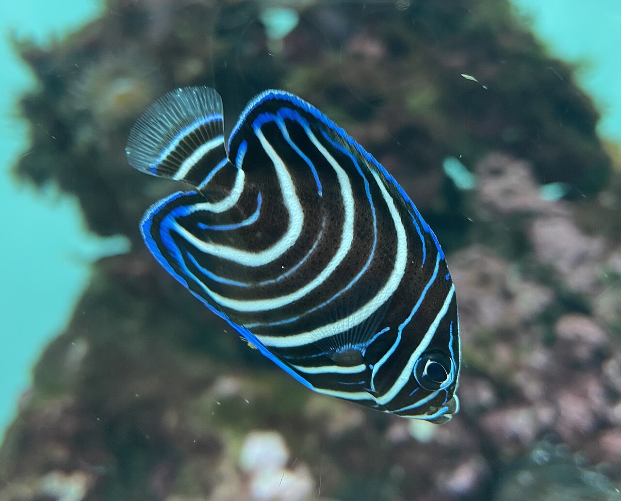Koran Angelfish Juv