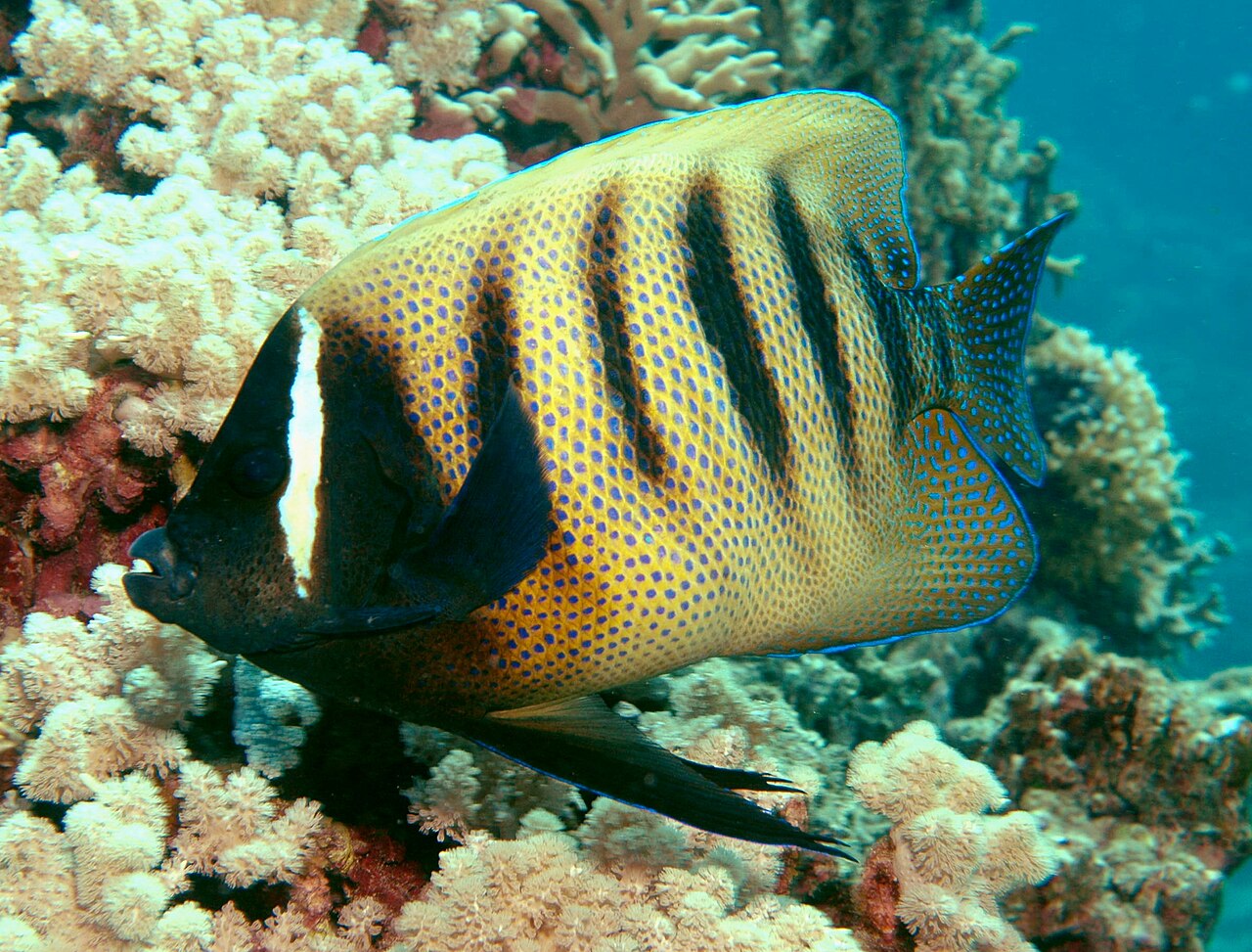 Six Banded/Six Bar Angelfish Adult