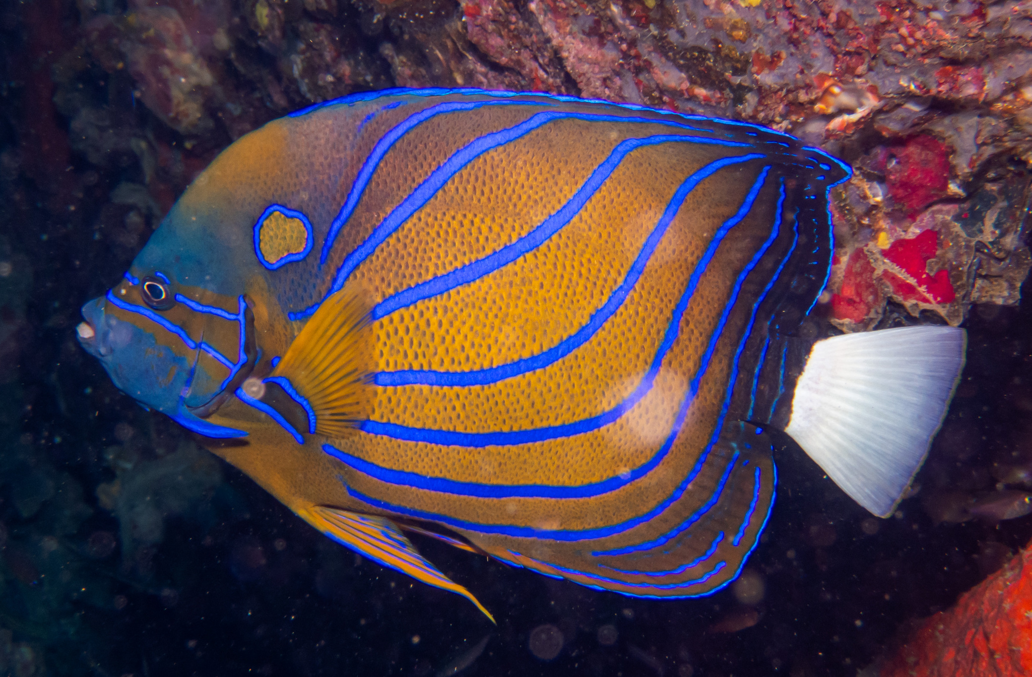 Blue King/ Blue ring Angelfish Fish — representative photograph