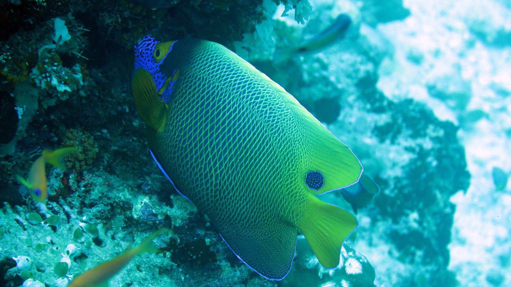 Yellow Faced/Blue Face Angelfish