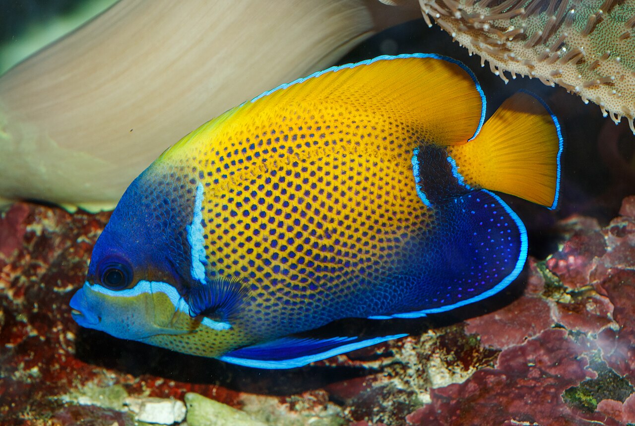 Blue Girdled/Majestic Angelfish
