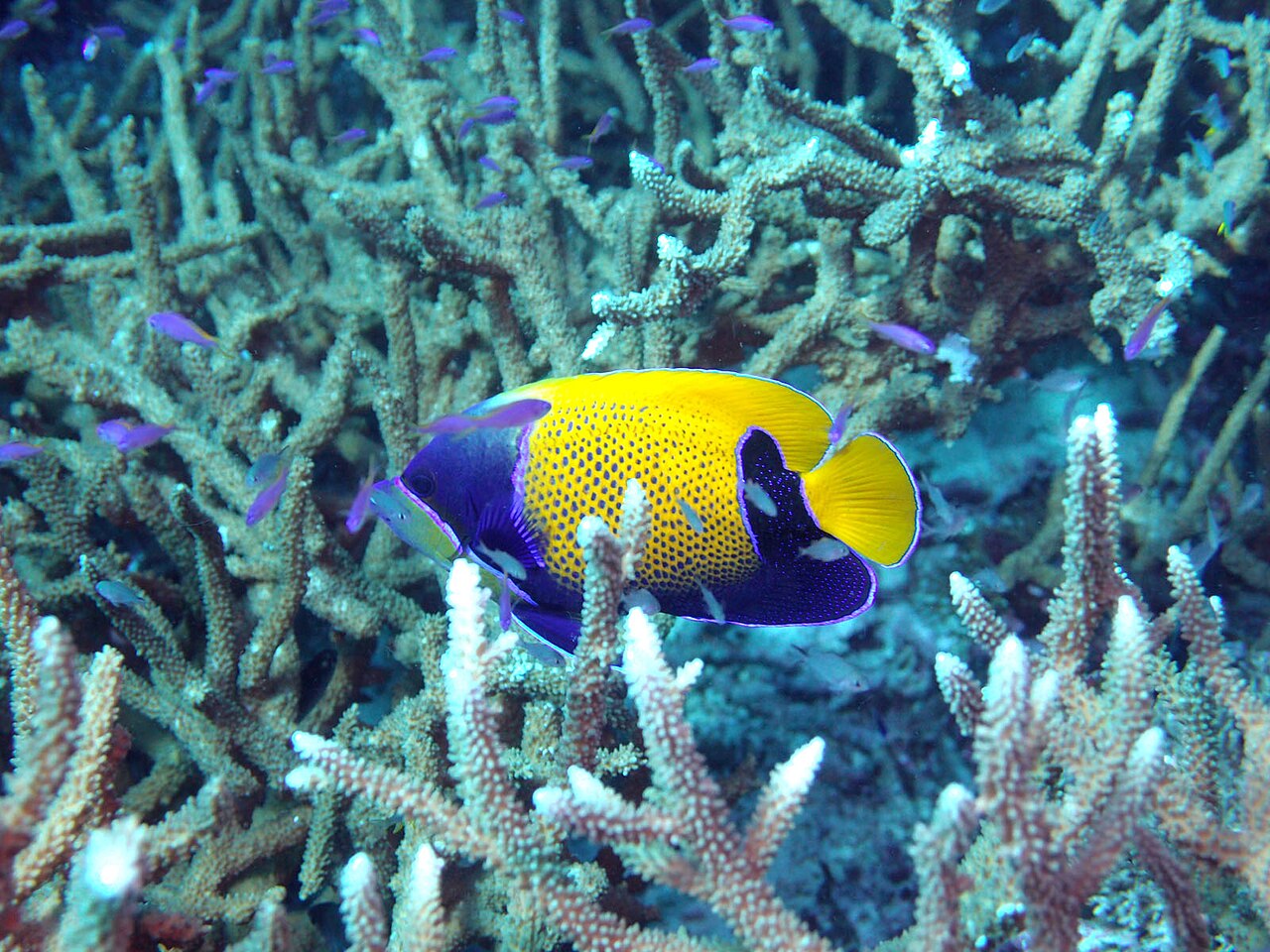 Blue Girdled/Majestic Angelfish