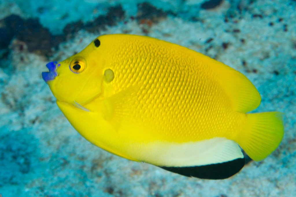 Three - Spot Angelfish Adult
