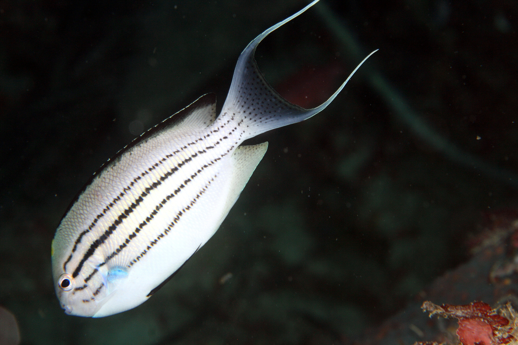 Black Spot Lyretail Angelfish Male