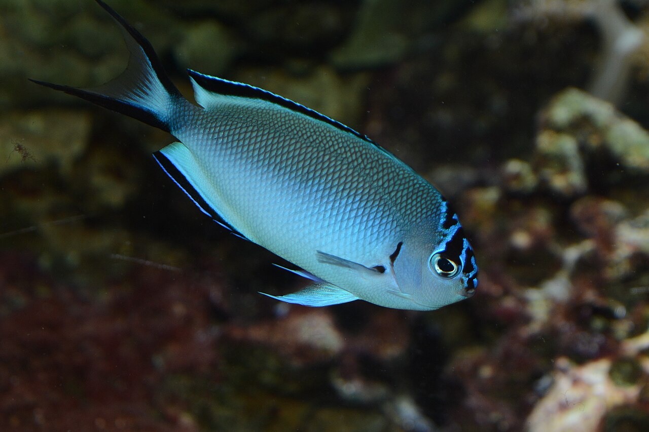 Watanabe's Lyretail Angelfish