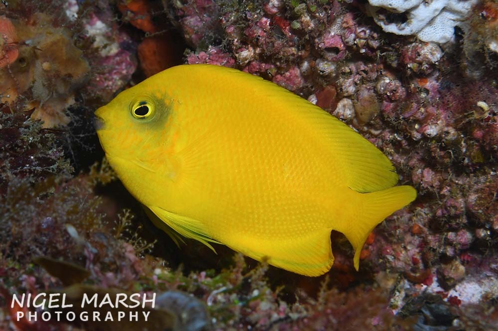 Golden Yellow Angelfish