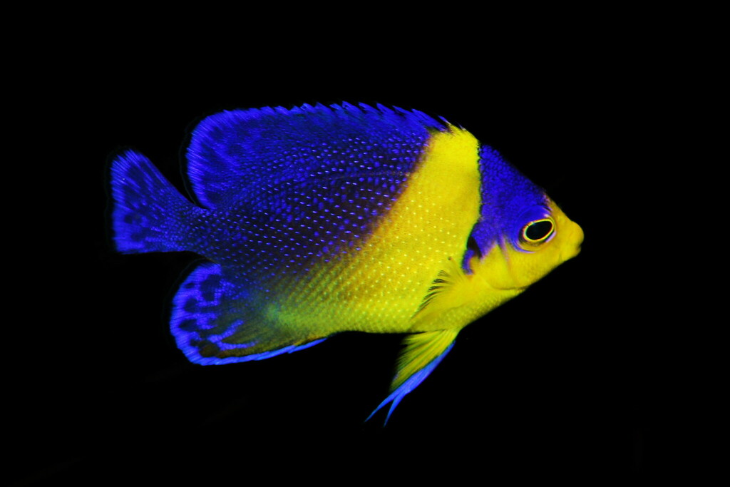 Purplemask angelfish/Beautiful Angelfish