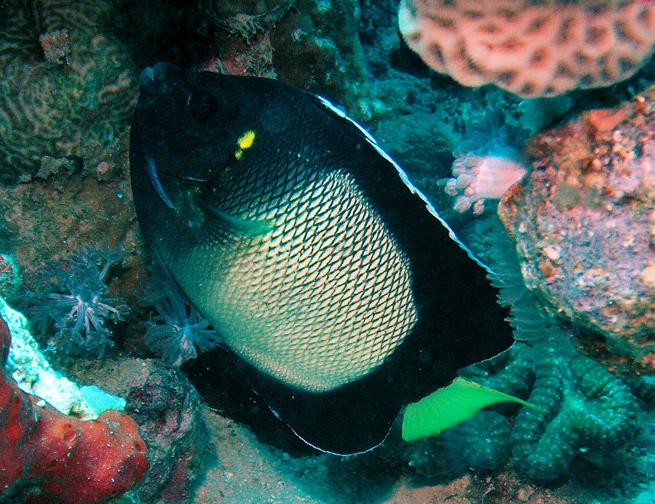 Yellow-ear angelfish/Red Sea Angelfish