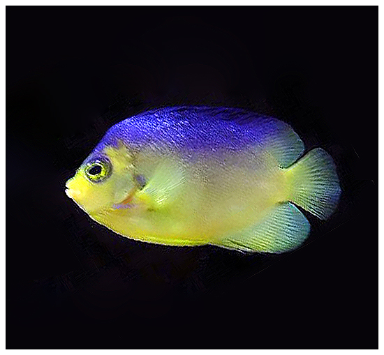 Cocos-Keeling angelfish/Blueback Pygmy Angelfish