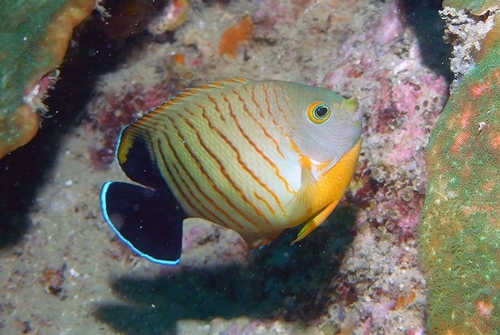 Grey Orange-Striped Angel