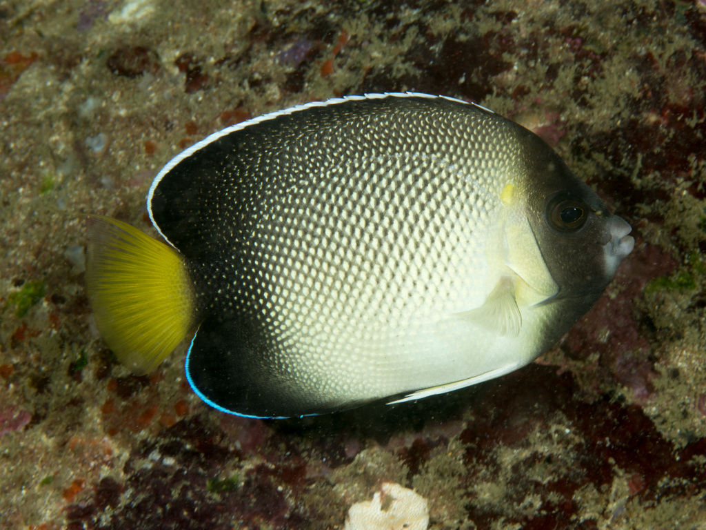 Yellow tail Black Angelfish