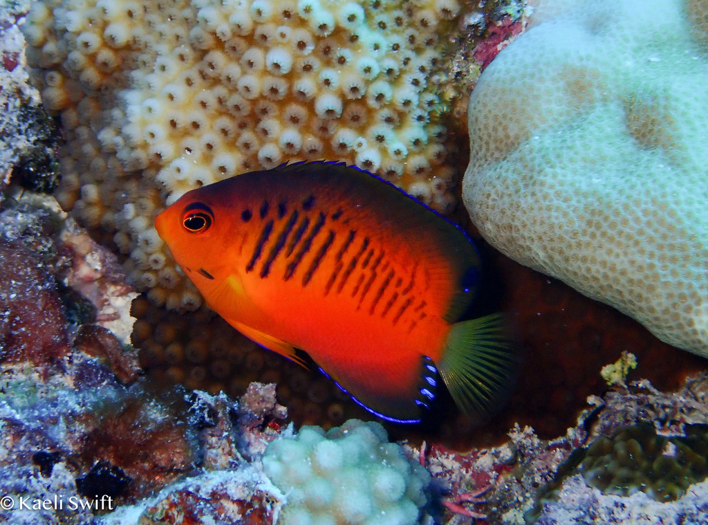Mango angelfish/Shepar'd Angelfish