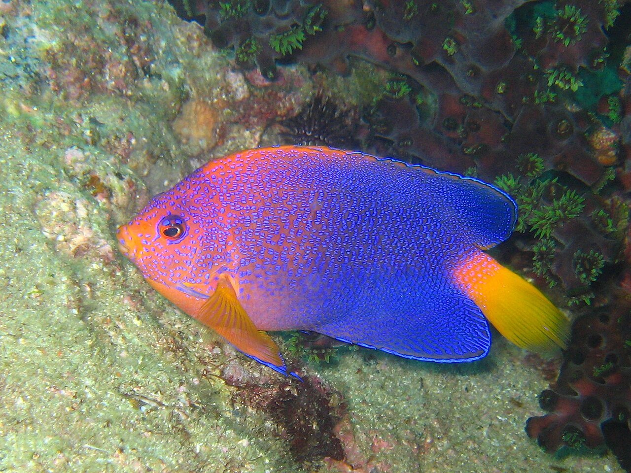 Japanese Pygmy Angelfish