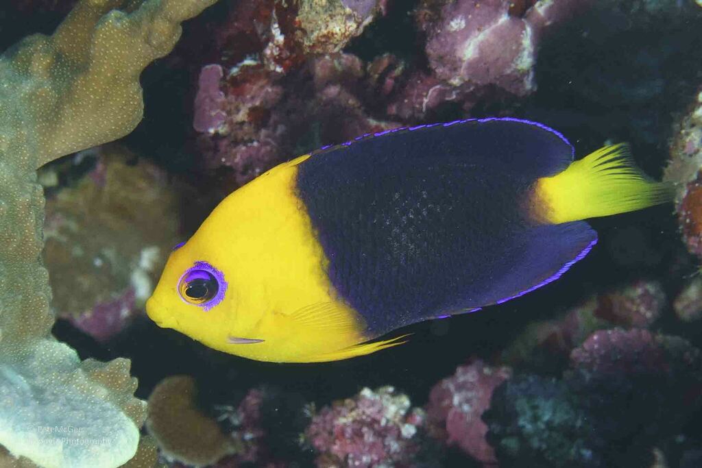 Yellowhead angelfish/Cocos Pygmy Angelfish