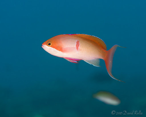 Red-bar anthias ..