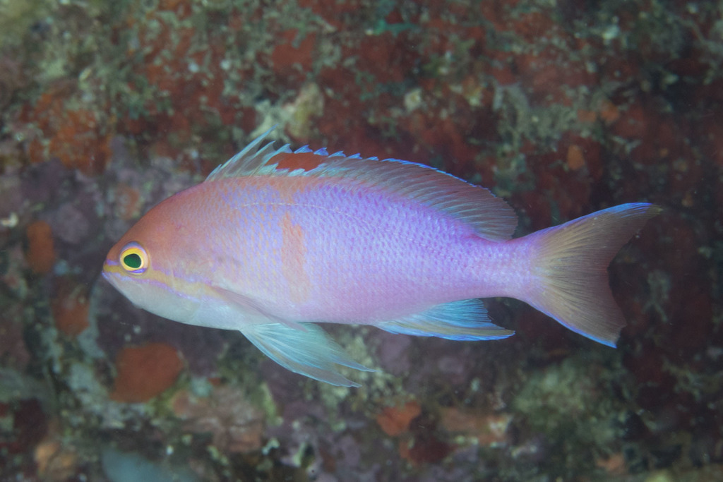Orangebar anthias/Pale Bar Basslet