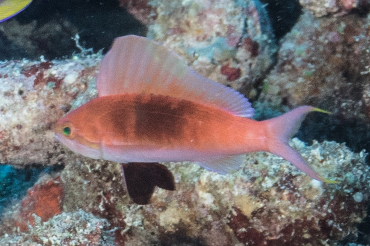 Photo of sailfin anthias