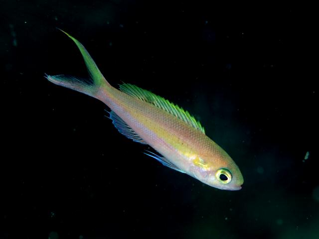 Yellowstripe slopefish