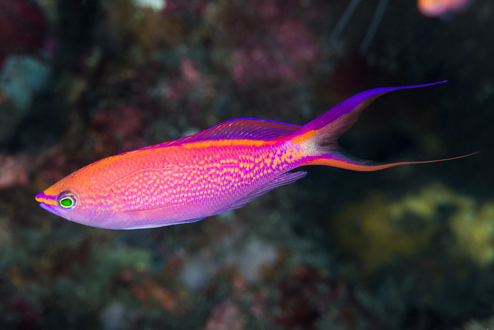 Photo of Sunset anthias/Diadem Anthias