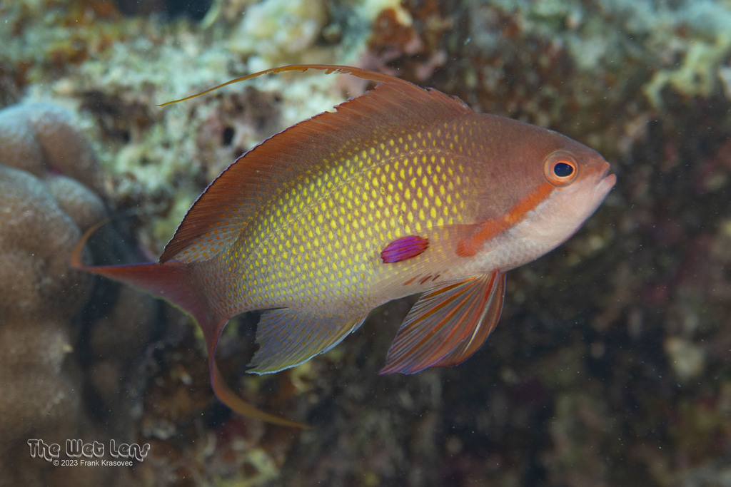 Yellowlined anthias/Luzon Anthias (male)