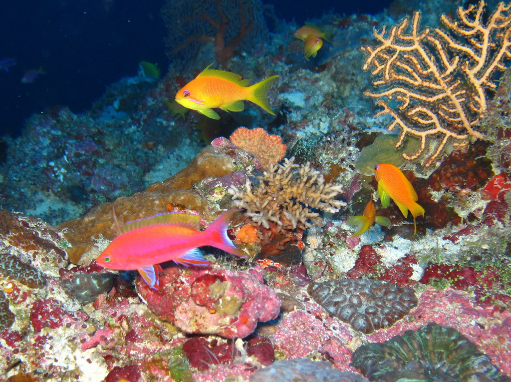 Resplendent goldie/Wild Anthias