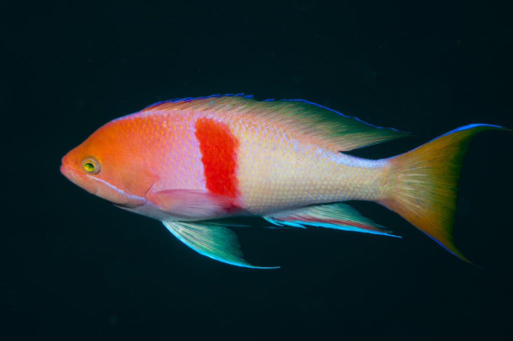 Red-belted anthias/Redband Anthias