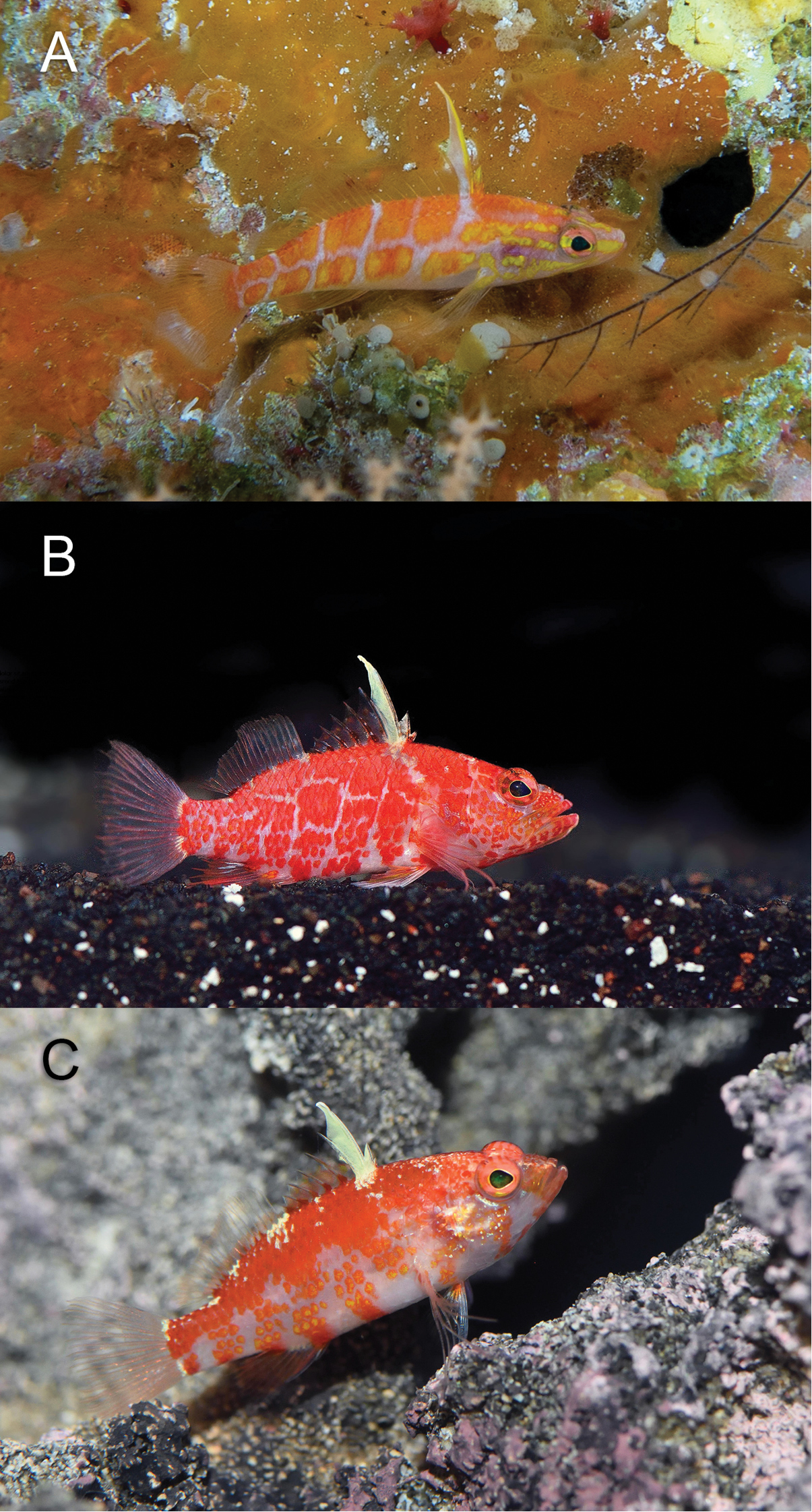 Altipinnatus Anthias