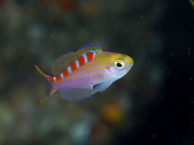 Yellow-spotted anthias/Basslet Palu