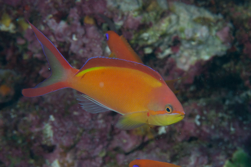 Flame anthias/Madder Seaperch Anthias /Padang