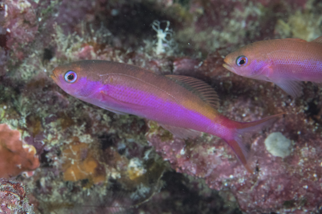 Photo of Waite's splitfin/Purple Pygmy