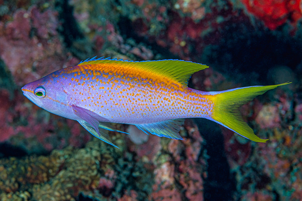 Yellowback anthias/Longfin Anthias